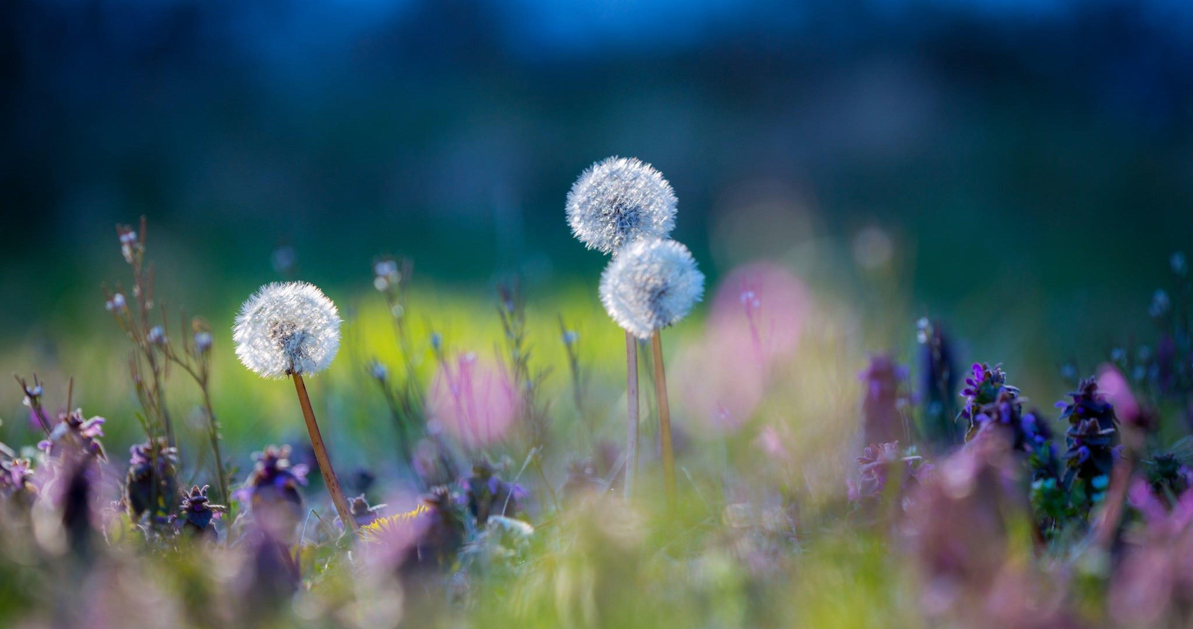 Dandelion HD Wallpapers Top Free Dandelion HD Backgrounds