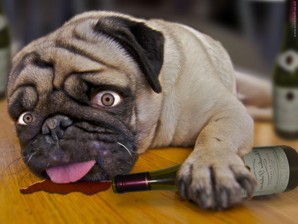Drunk Dogs Desktop Wallpapers Top Free Drunk Dogs Desktop Backgrounds