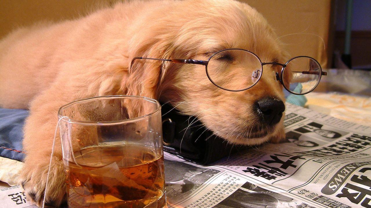 Drunk Dogs Desktop Wallpapers Top Free Drunk Dogs Desktop Backgrounds
