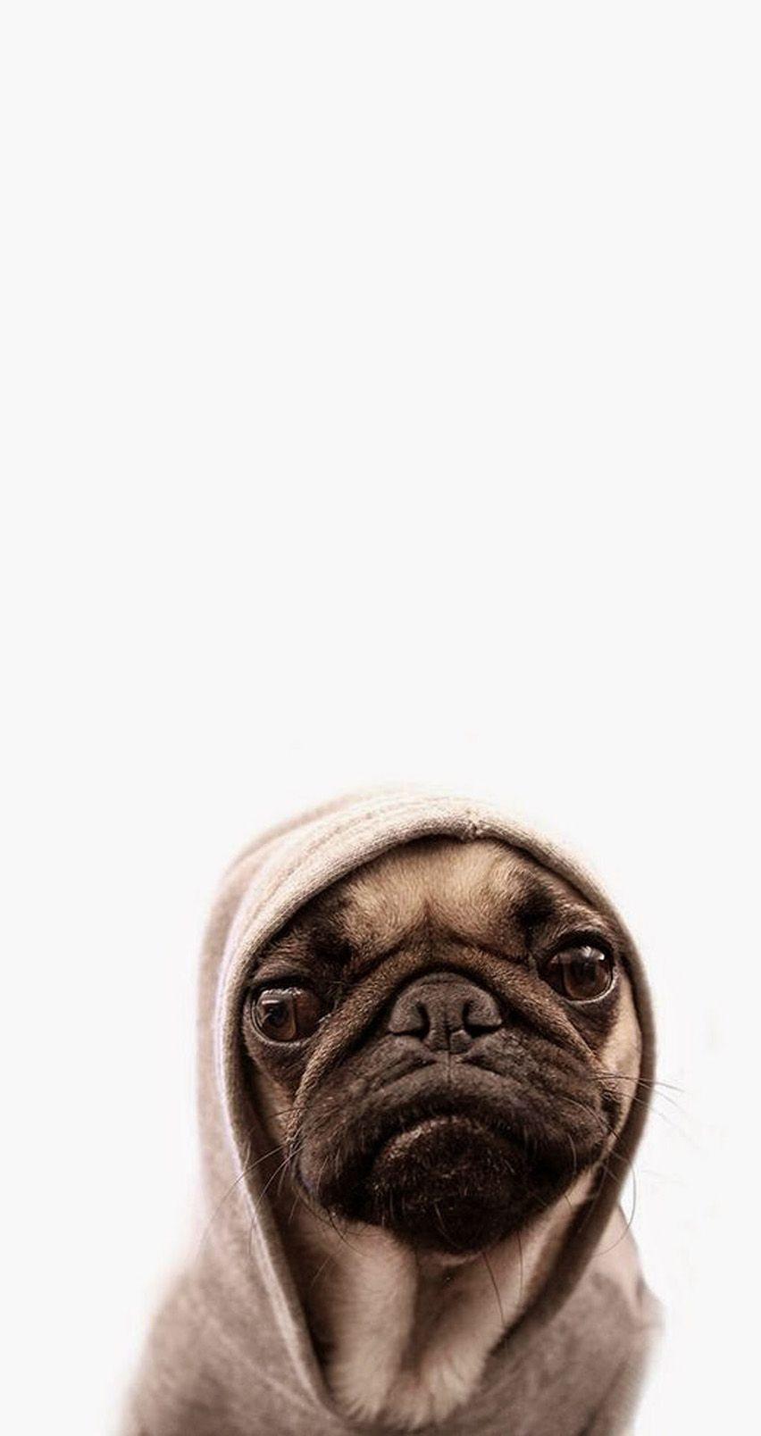 Cute Pug Dog Wallpapers Top Free Cute Pug Dog Backgrounds