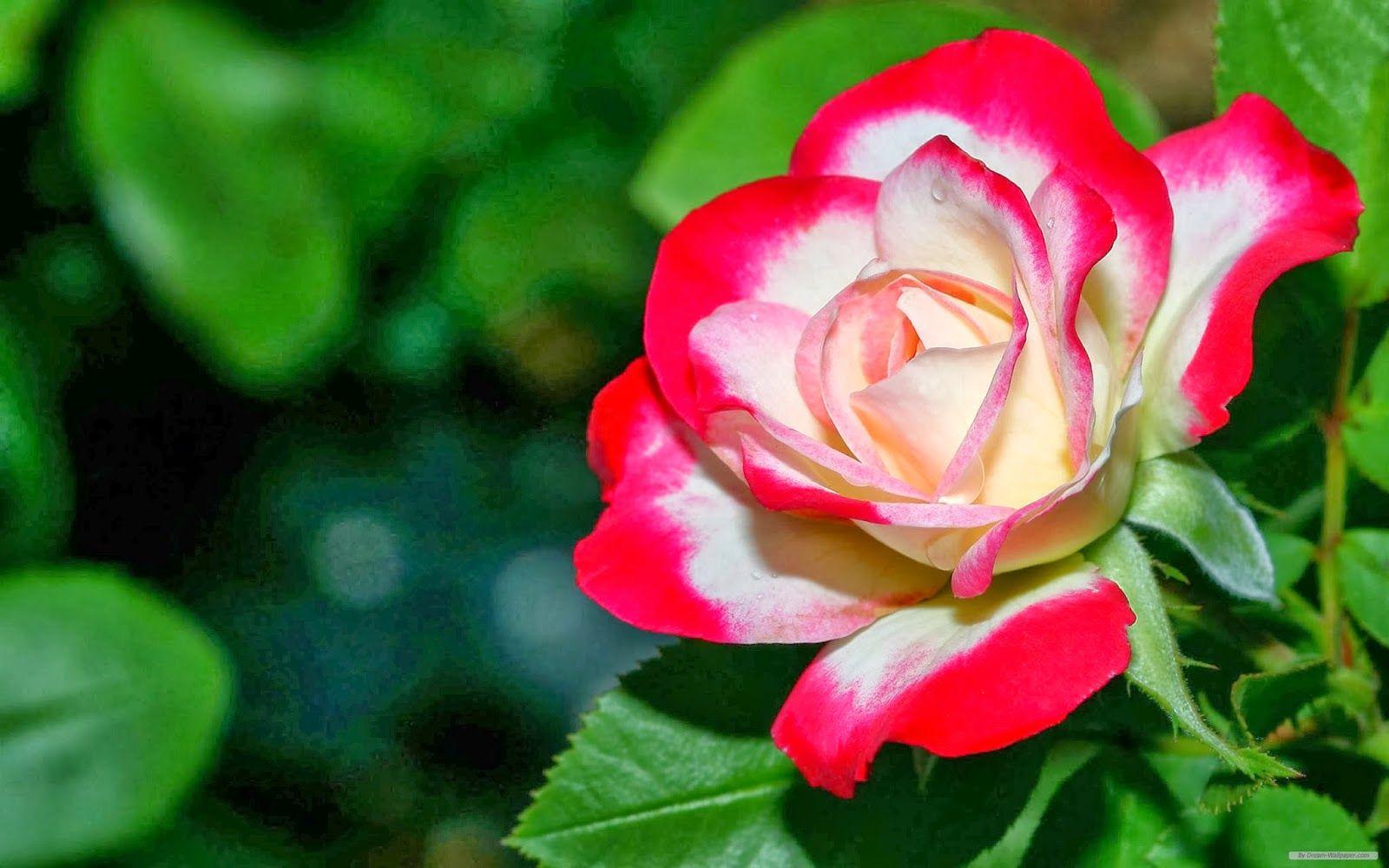 Unique HD Wallpapers Top Free Unique HD Backgrounds WallpaperAccess