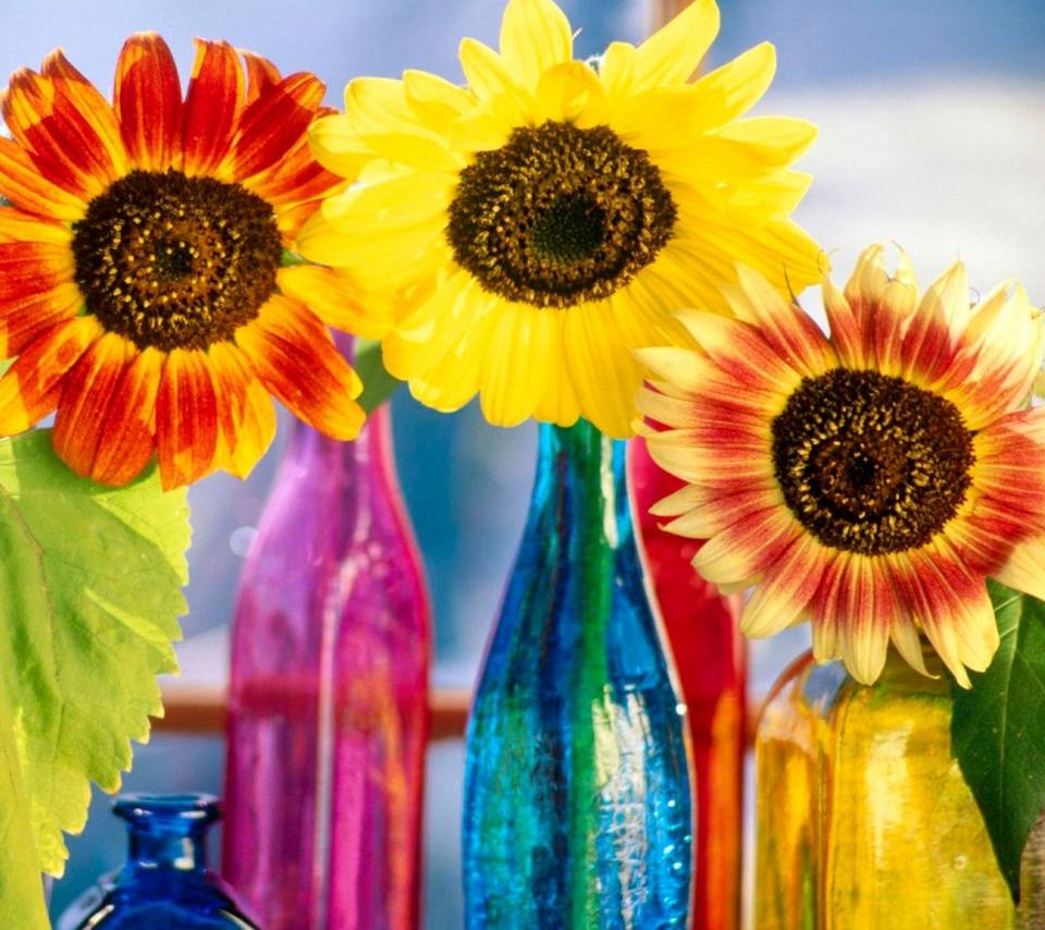 Rainbow Sunflower Wallpapers Top Free Rainbow Sunflower Backgrounds