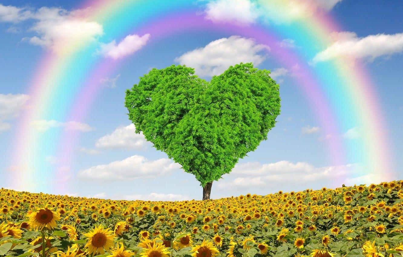Rainbow Sunflower Wallpaper