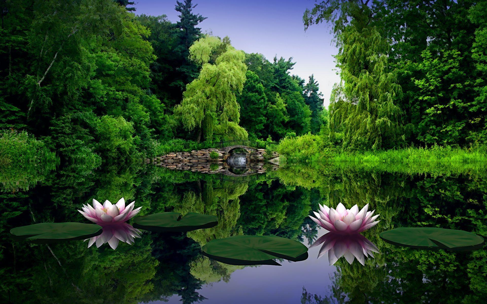 Pond Wallpapers Top Free Pond Backgrounds WallpaperAccess