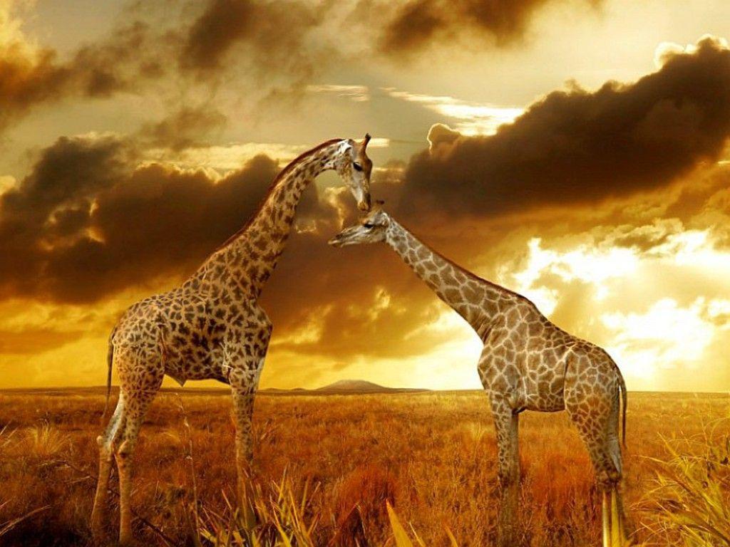African Safari Desktop Wallpapers Top Free African Safari Desktop