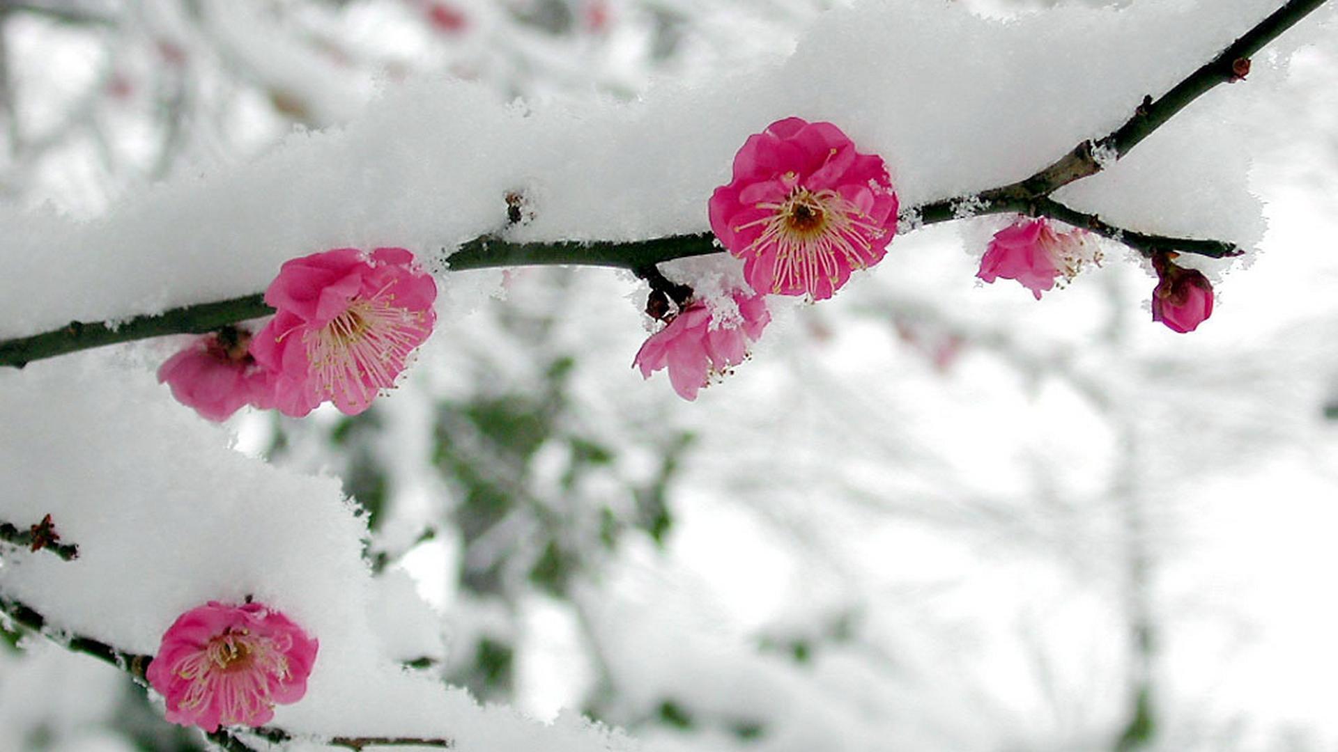 Cherry Blossom Snow Wallpapers Top Free Cherry Blossom Snow
