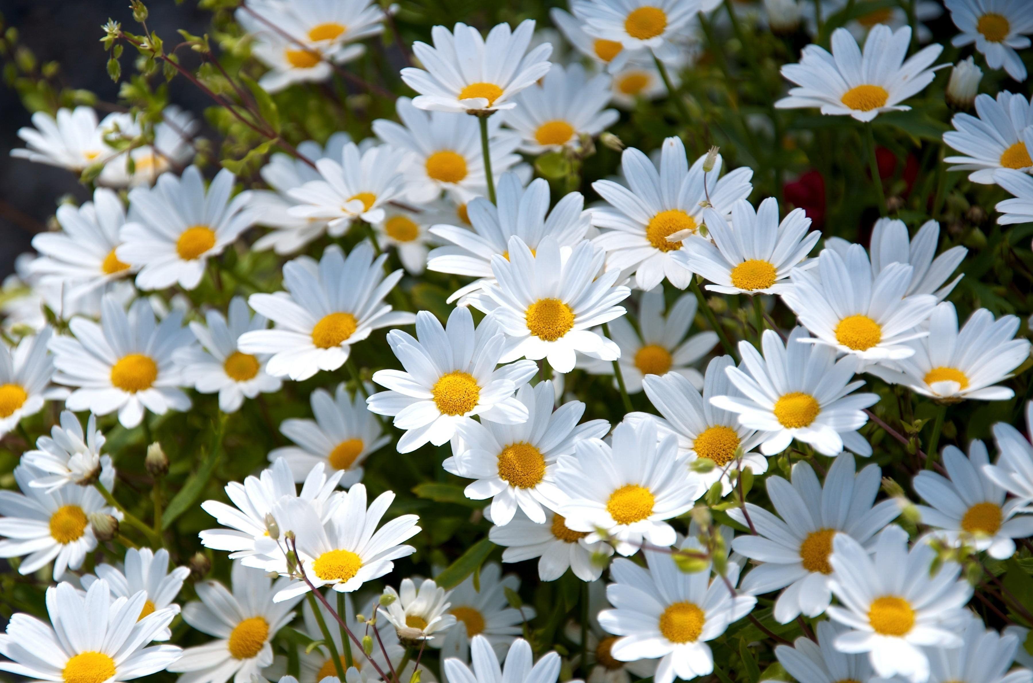 Daisy Aesthetic Computer Wallpapers Top Free Daisy Aesthetic Computer