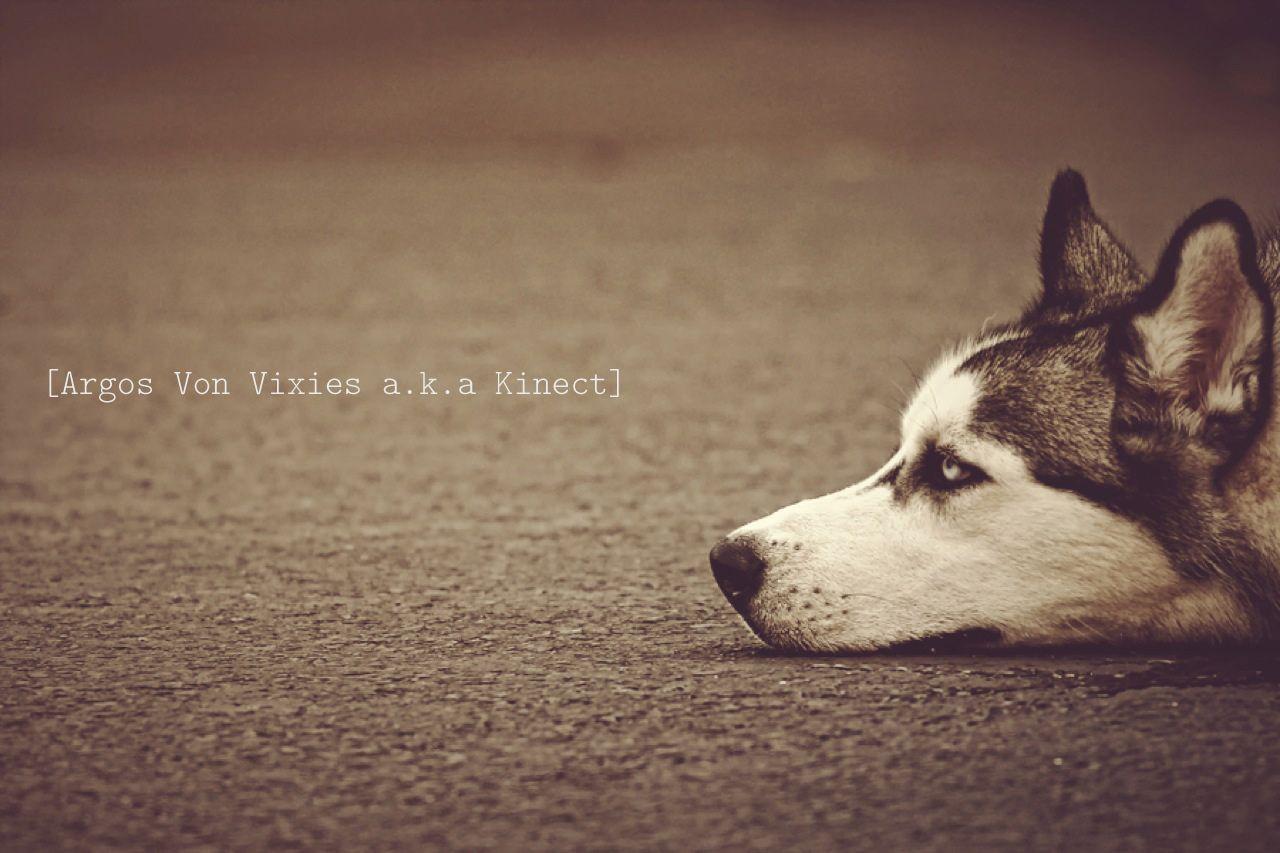 Animal Quotes Wallpapers Top Free Animal Quotes Backgrounds