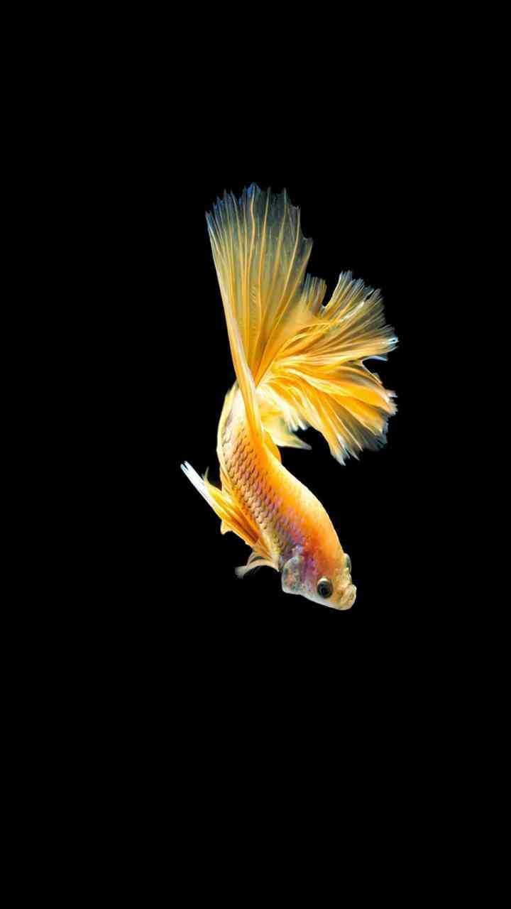 Cute Fish Wallpapers Top Free Cute Fish Backgrounds WallpaperAccess