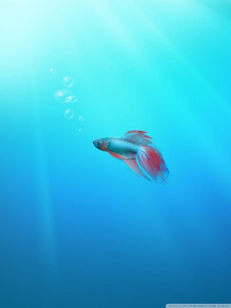 Cute Fish Wallpapers Top Free Cute Fish Backgrounds WallpaperAccess