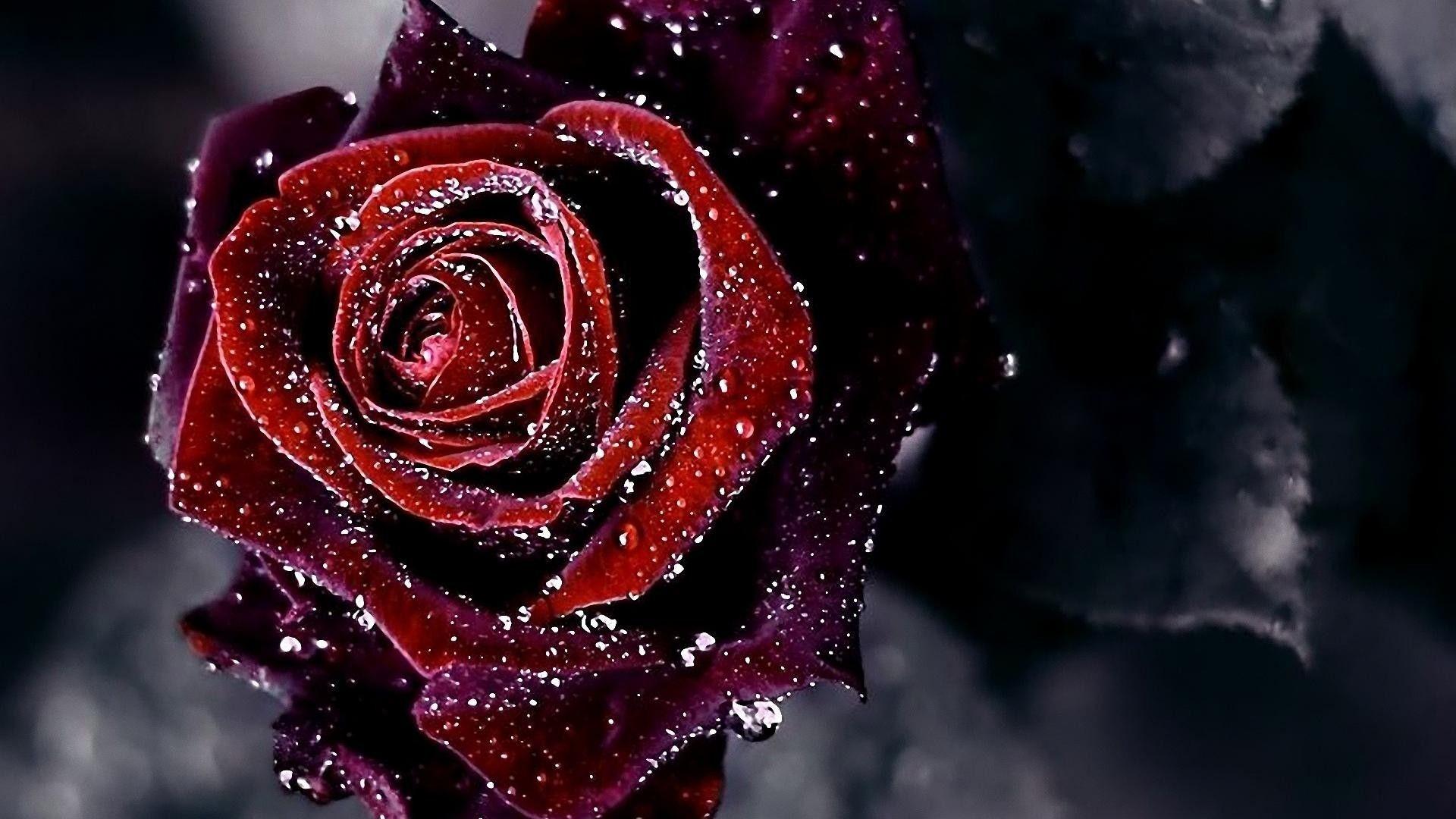 Gothic Roses Wallpapers Top Free Gothic Roses Backgrounds