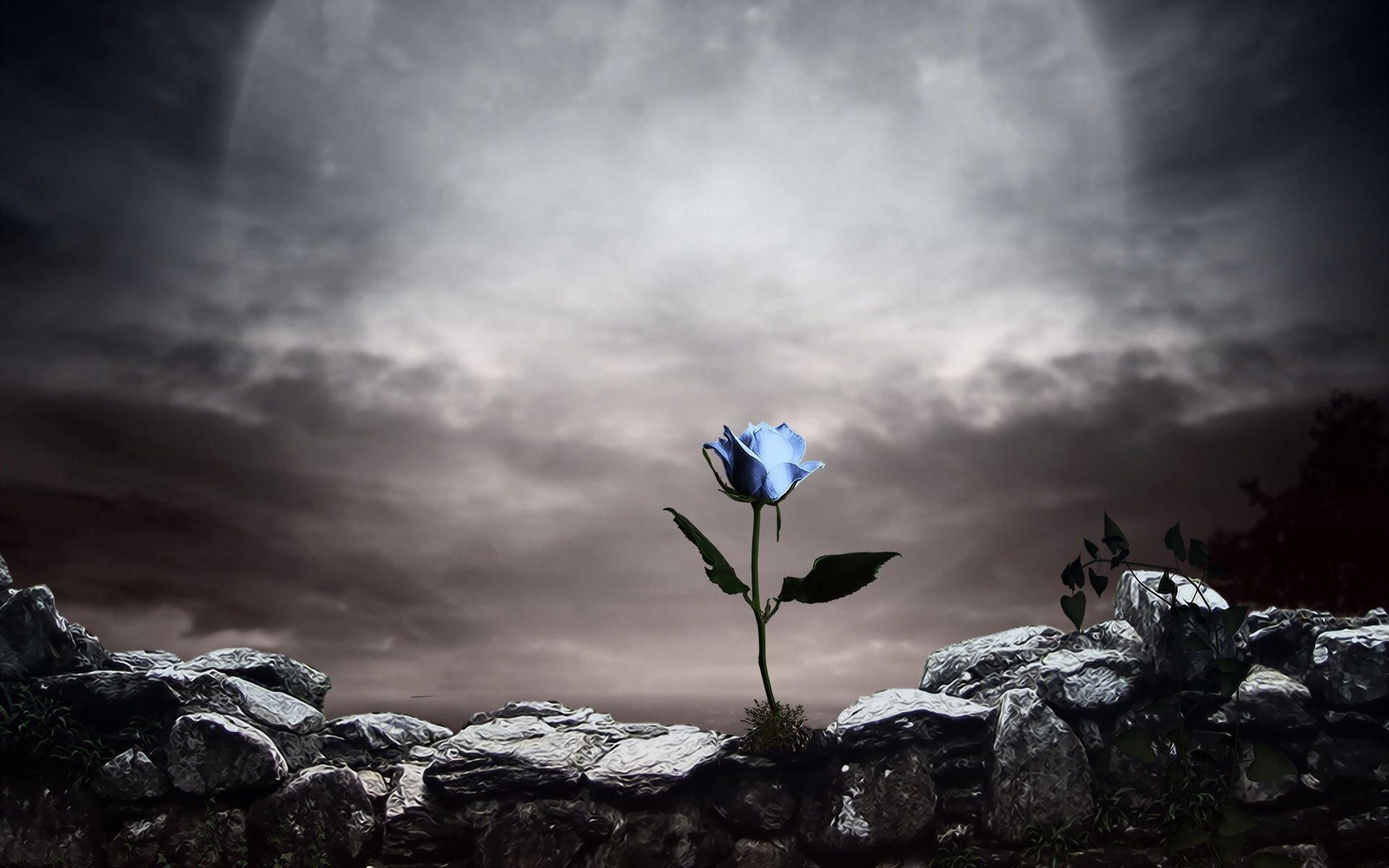 Gothic Roses Wallpapers Top Free Gothic Roses Backgrounds