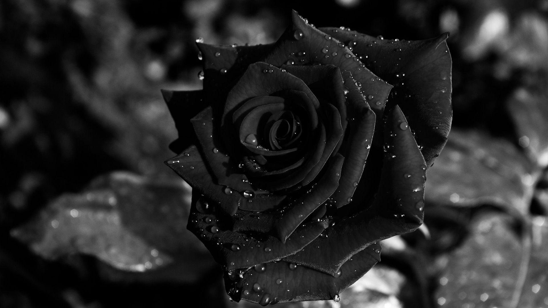 Gothic Roses Wallpapers Top Free Gothic Roses Backgrounds