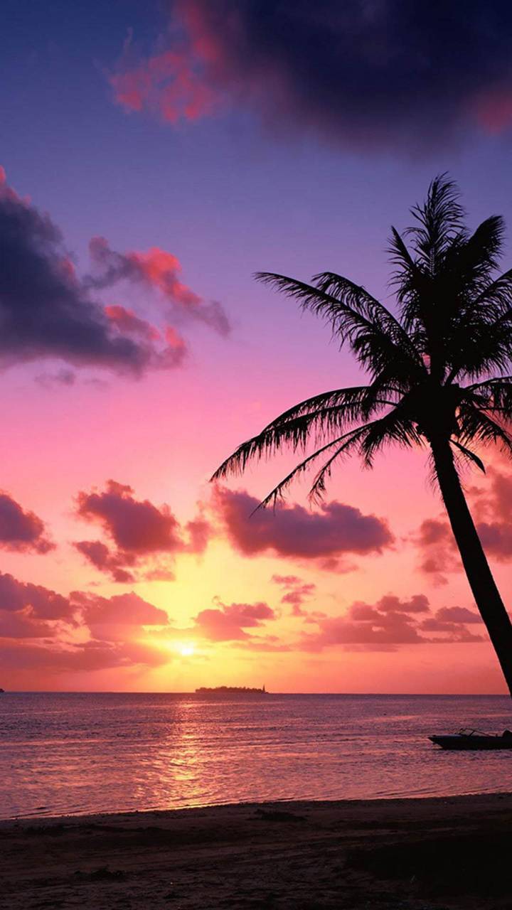 Palm Tree Sunset iPhone Wallpapers Top Free Palm Tree Sunset iPhone