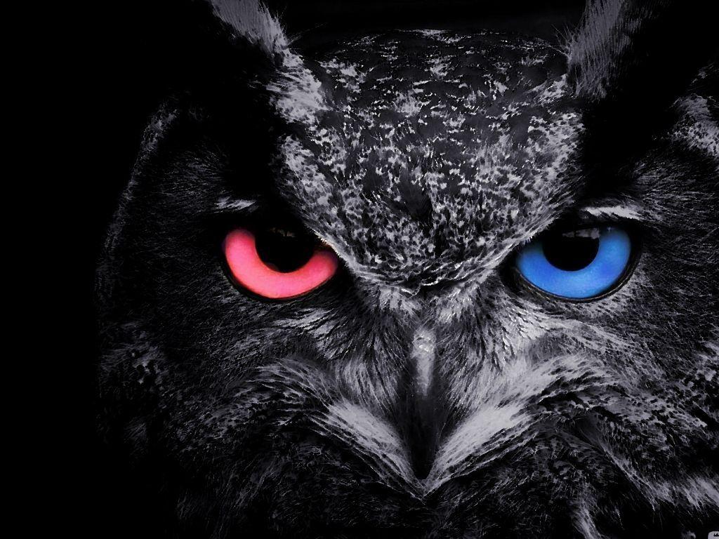 4K Owl Wallpapers Top Free 4K Owl Backgrounds WallpaperAccess