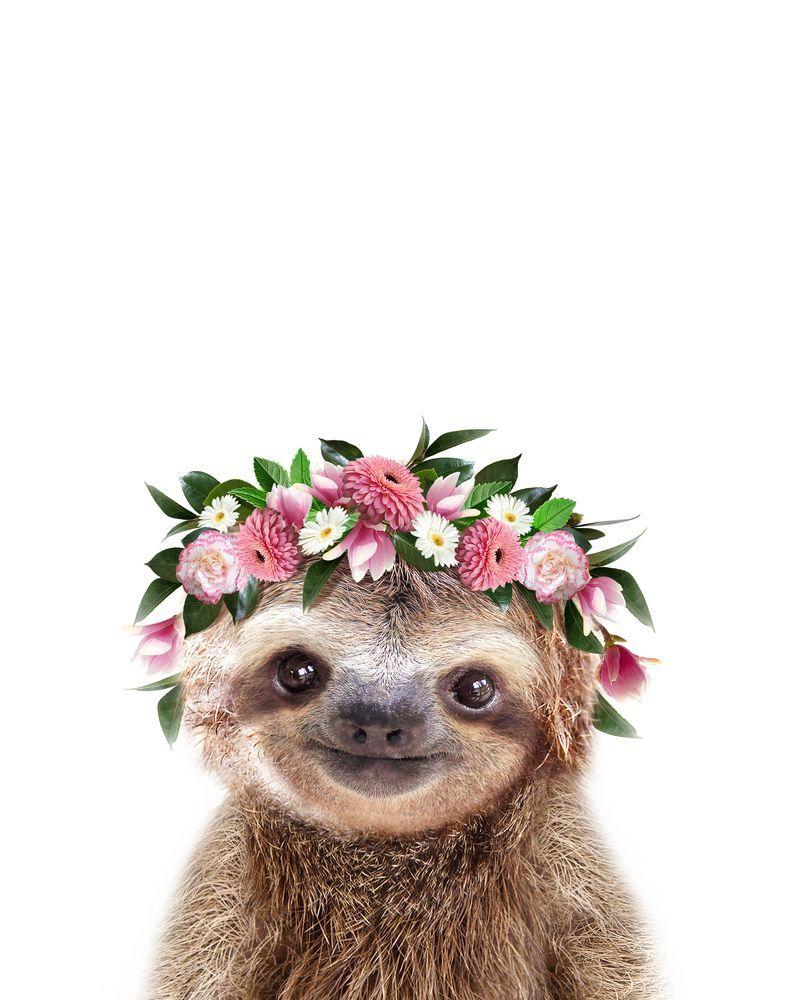 Baby Sloth Wallpapers Top Free Baby Sloth Backgrounds WallpaperAccess