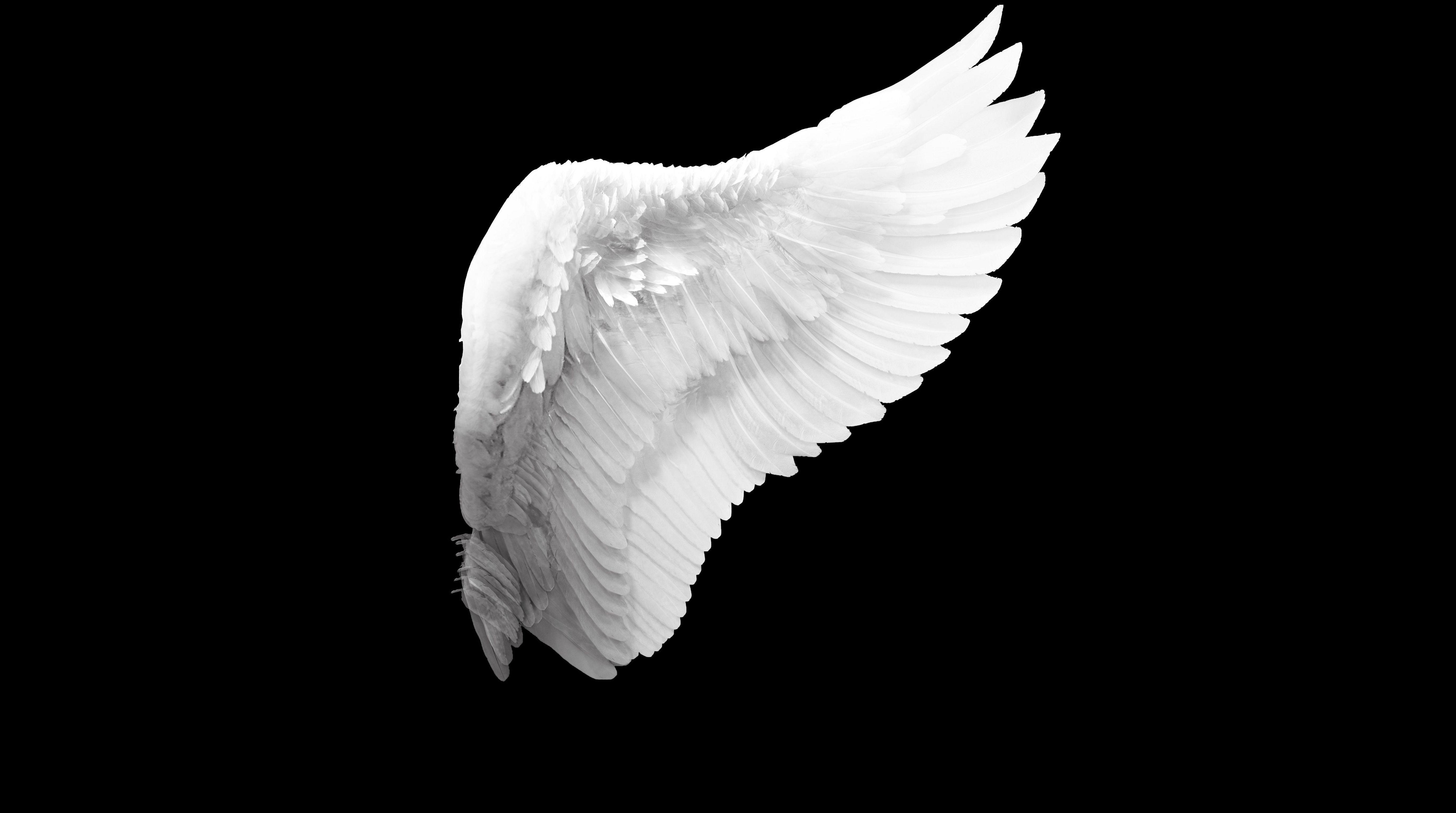 Dark Angel Wings Wallpapers Top Free Dark Angel Wings Backgrounds