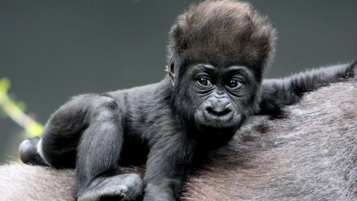 Cute Gorilla Wallpapers Top Free Cute Gorilla Backgrounds