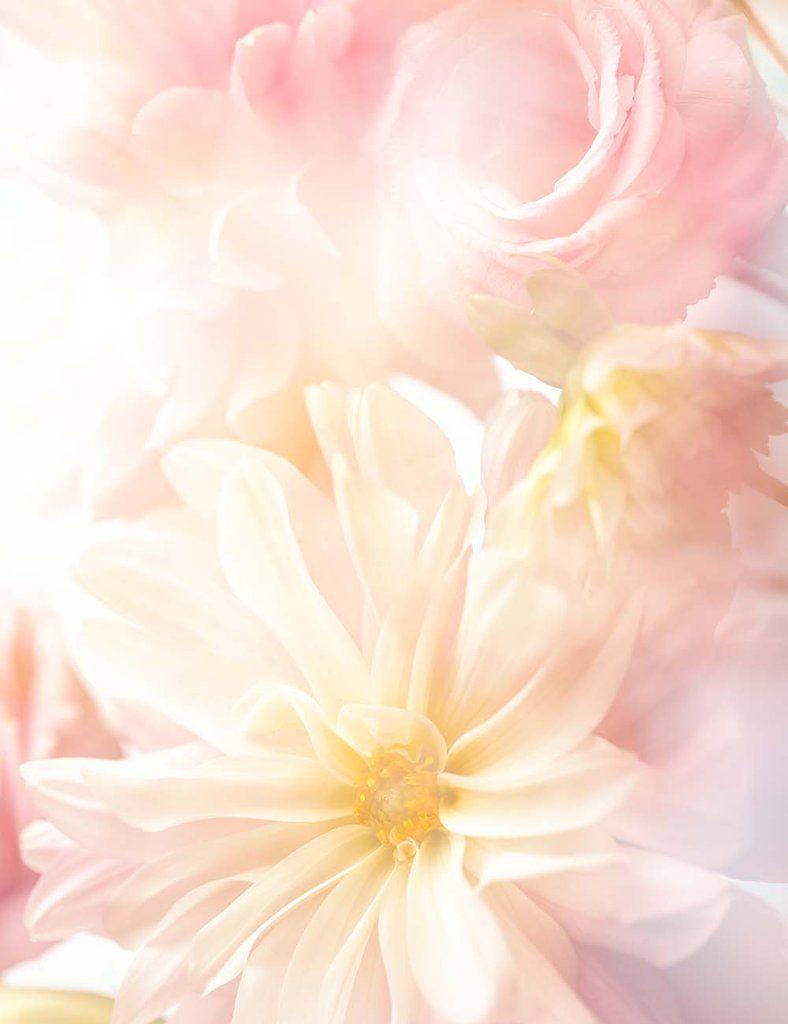 Baby Pink Flower Wallpapers Top Free Baby Pink Flower Backgrounds