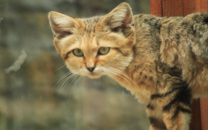 Cat neutering near me