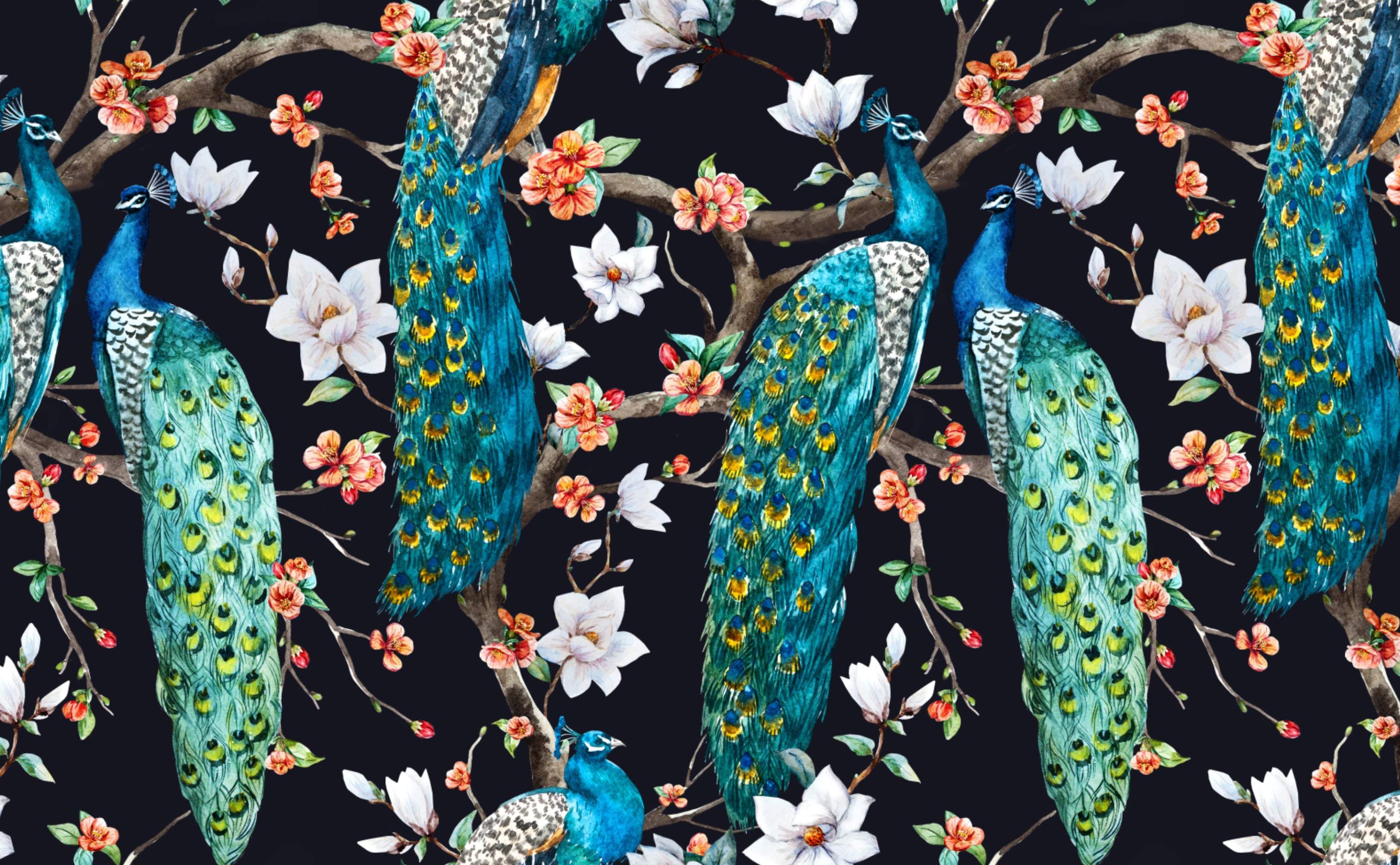 Black Peacock Wallpapers Top Free Black Peacock Backgrounds