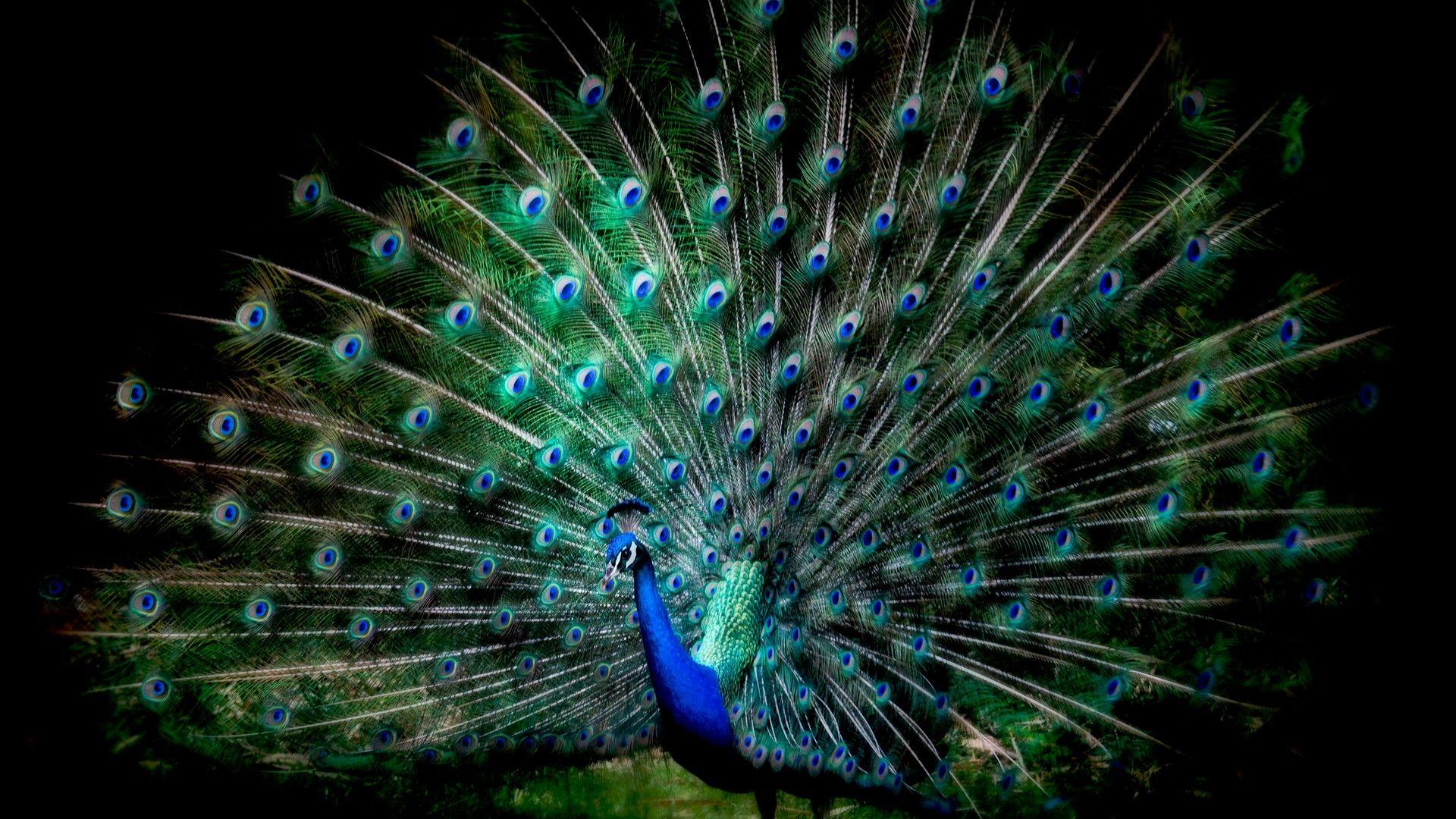 Black Peacock Wallpapers Top Free Black Peacock Backgrounds