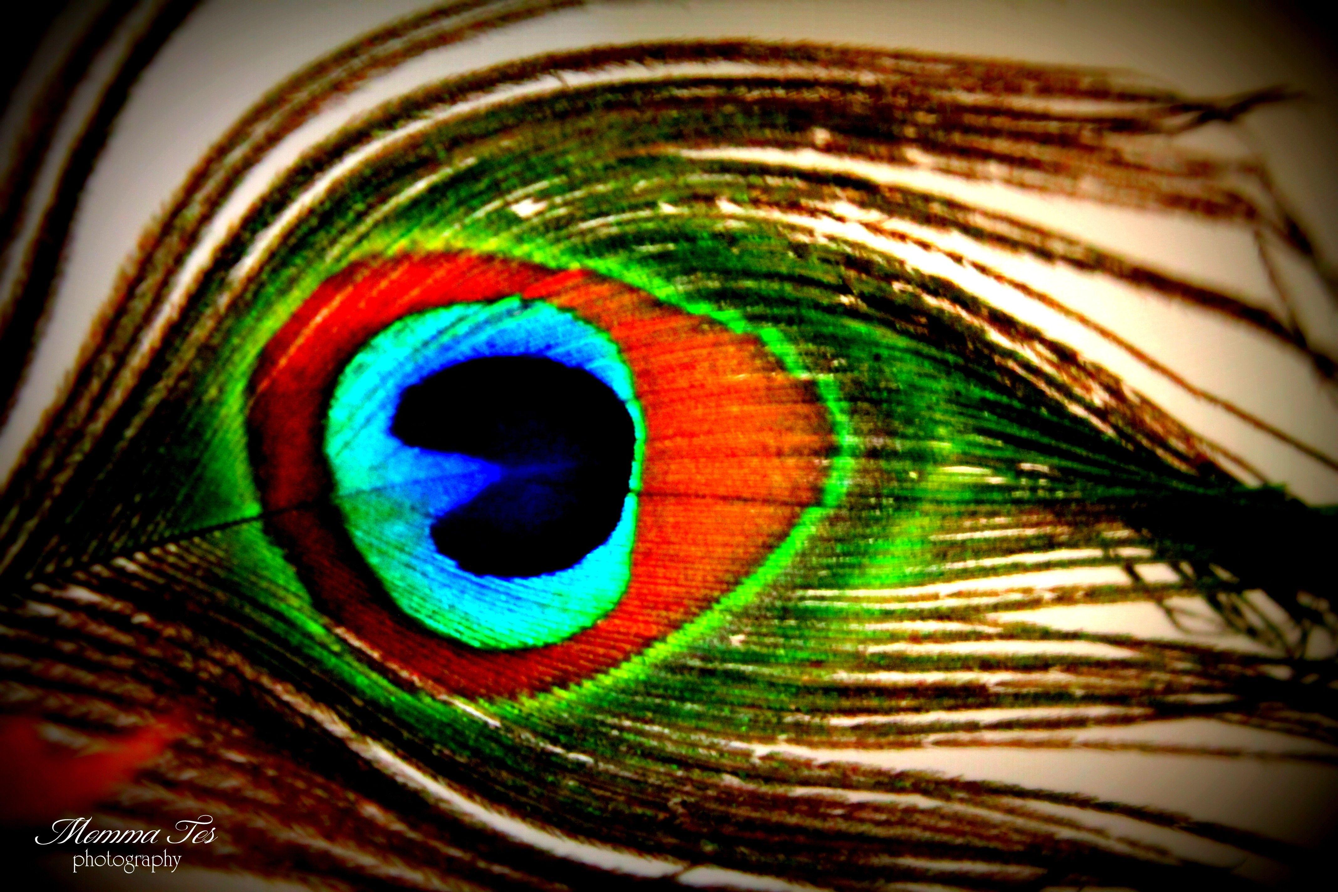 Black Peacock Wallpapers Top Free Black Peacock Backgrounds