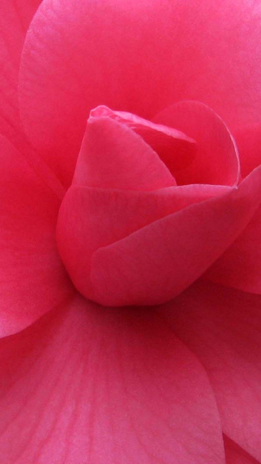 Pink Roses Phone Wallpapers Top Free Pink Roses Phone Backgrounds