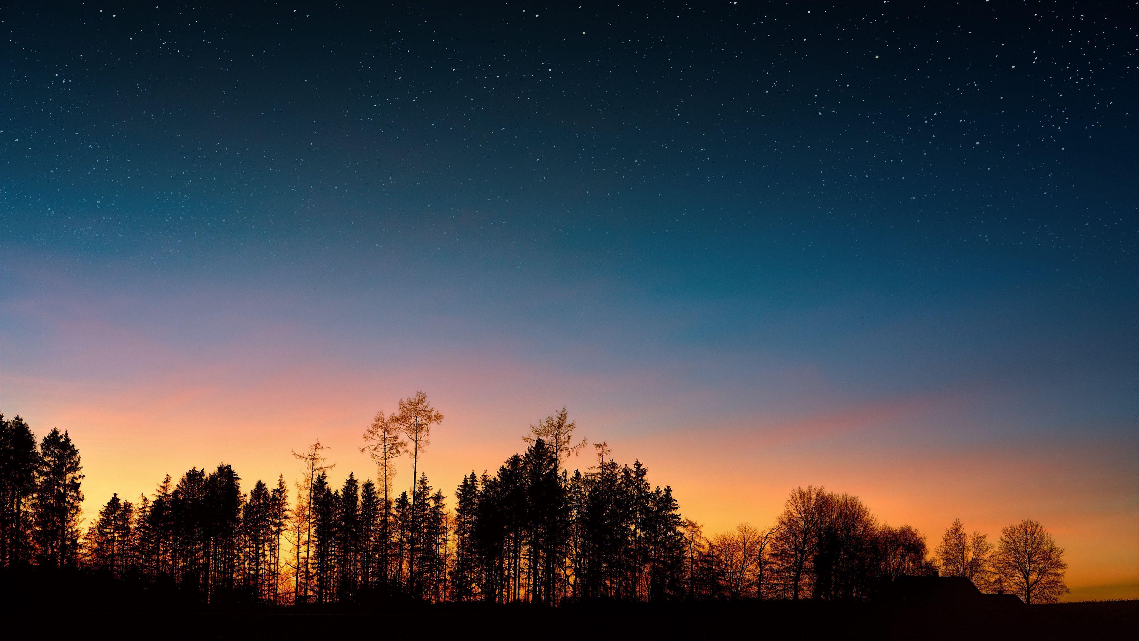 Starry Forest Wallpapers Top Free Starry Forest Backgrounds