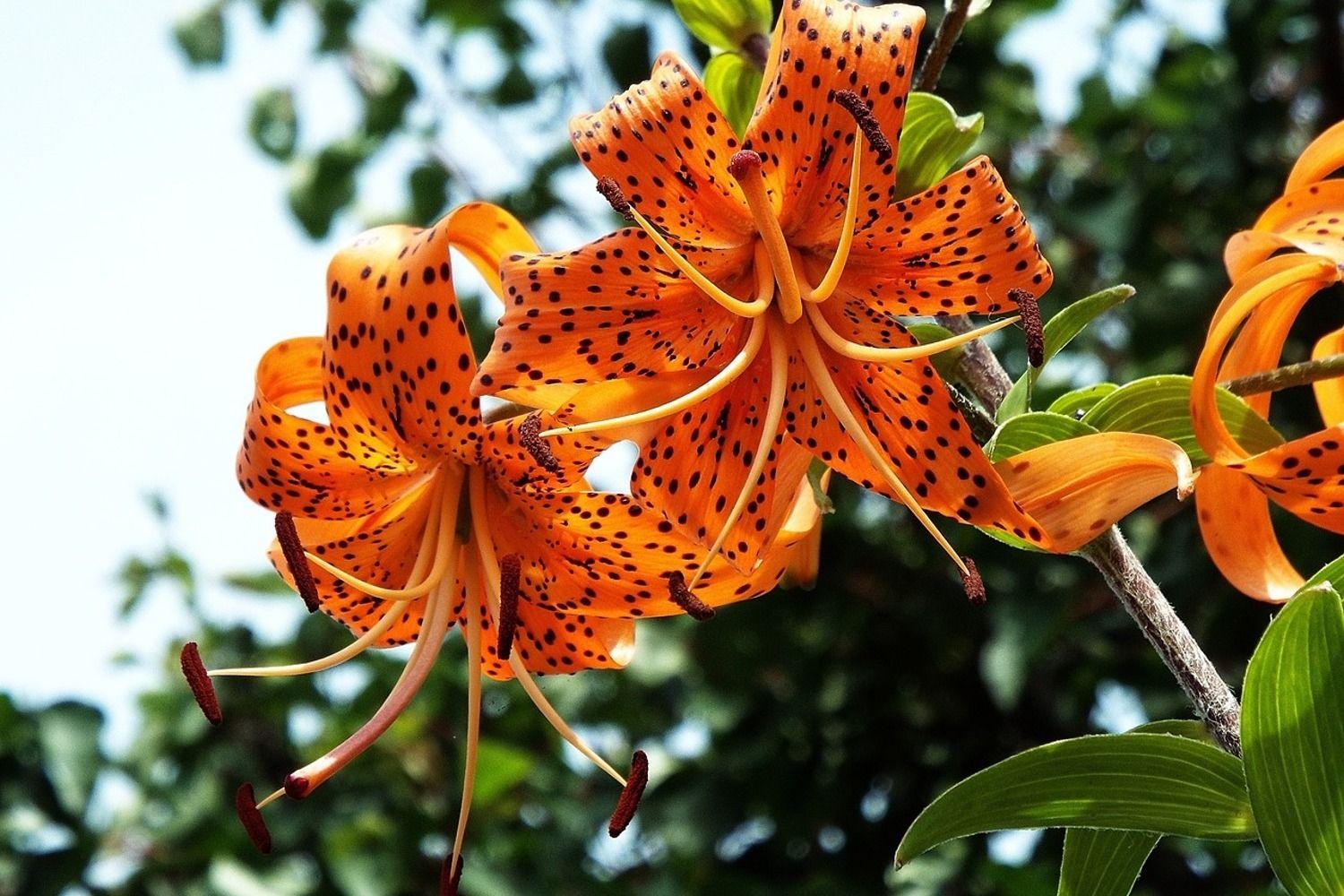 Tiger Lily Wallpapers Top Free Tiger Lily Backgrounds WallpaperAccess