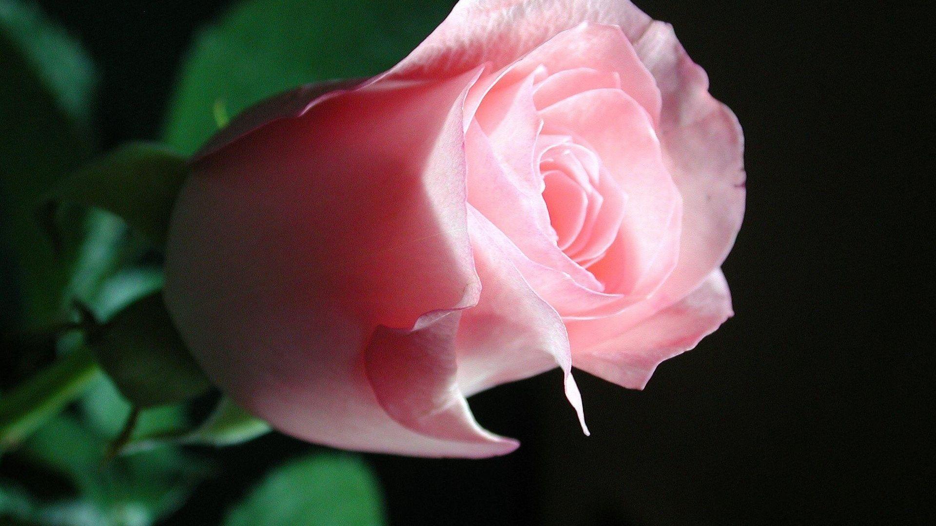 3D HD Roses Wallpapers Top Free 3D HD Roses Backgrounds WallpaperAccess