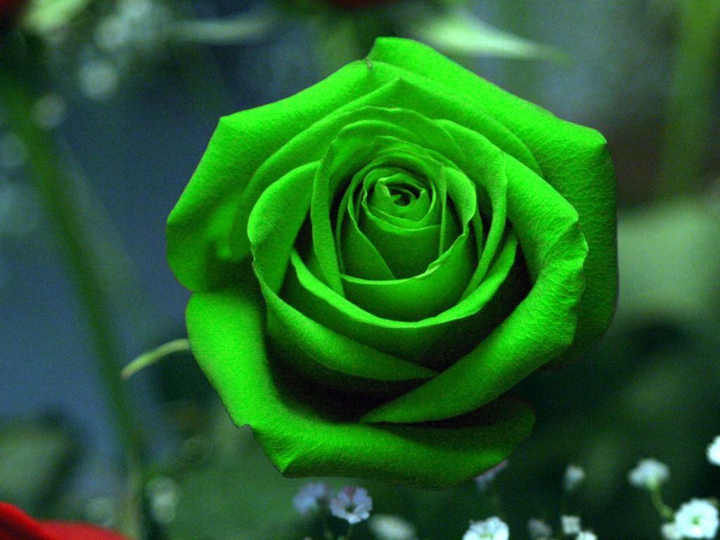 3D HD Roses Wallpapers Top Free 3D HD Roses Backgrounds WallpaperAccess