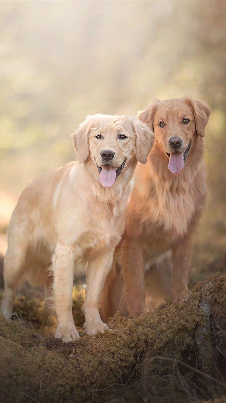 Golden Retriever iPhone Wallpapers Top Free Golden Retriever iPhone