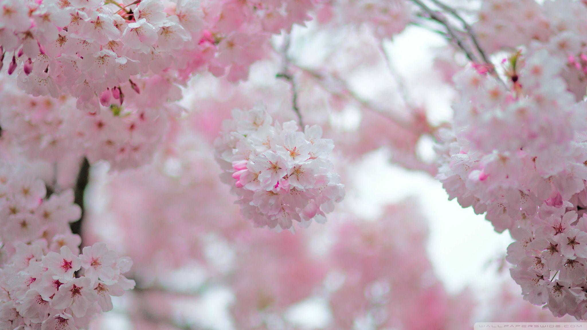 Cherry Blossom Wallpapers Top Free Cherry Blossom Backgrounds