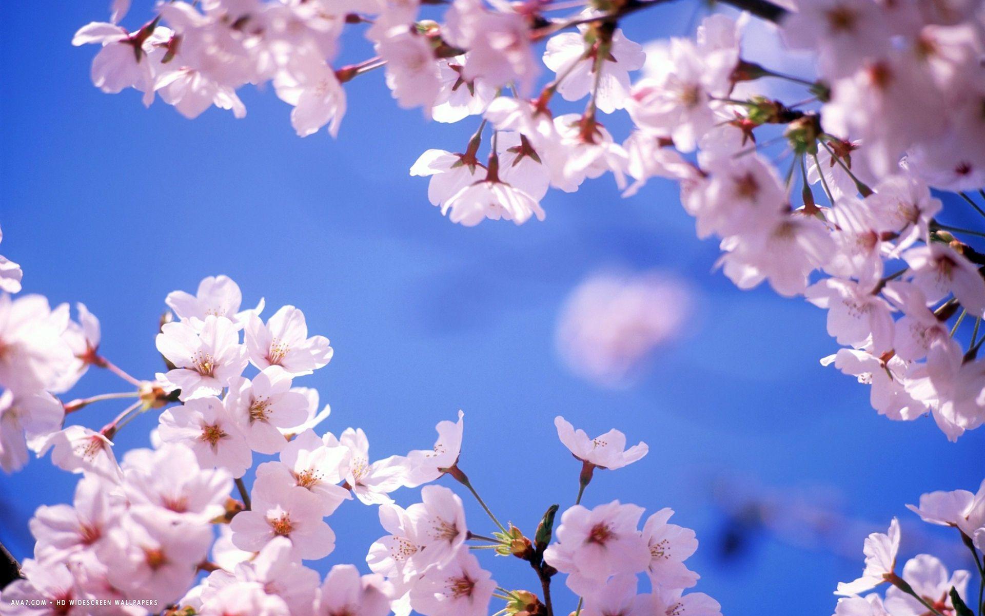 Cherry Blossom Wallpapers Top Free Cherry Blossom Backgrounds