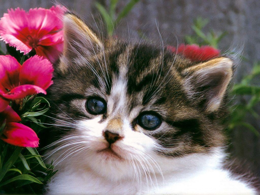 Cats and Kittens Wallpapers Top Free Cats and Kittens Backgrounds