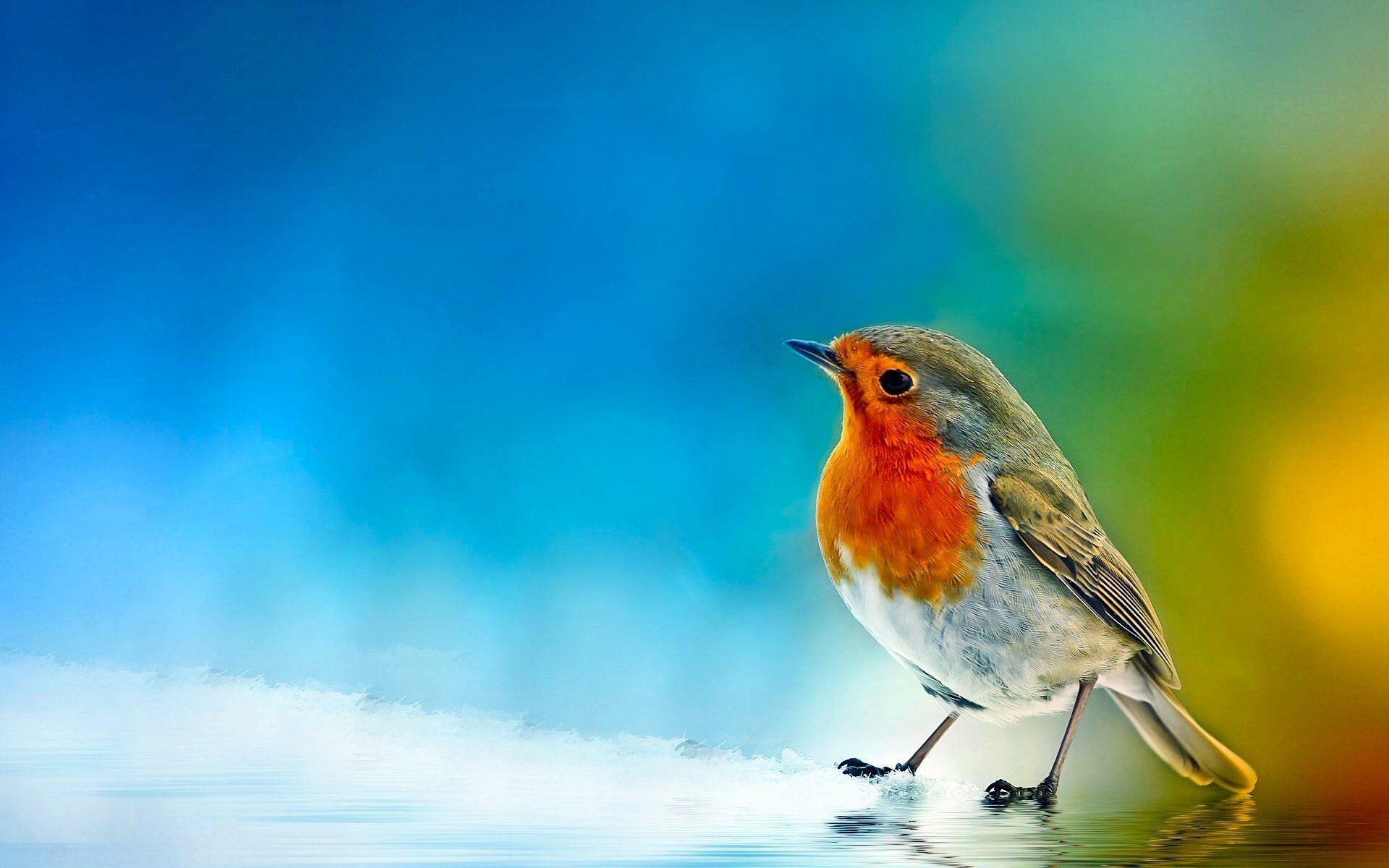 Robin Bird Wallpapers Top Free Robin Bird Backgrounds WallpaperAccess