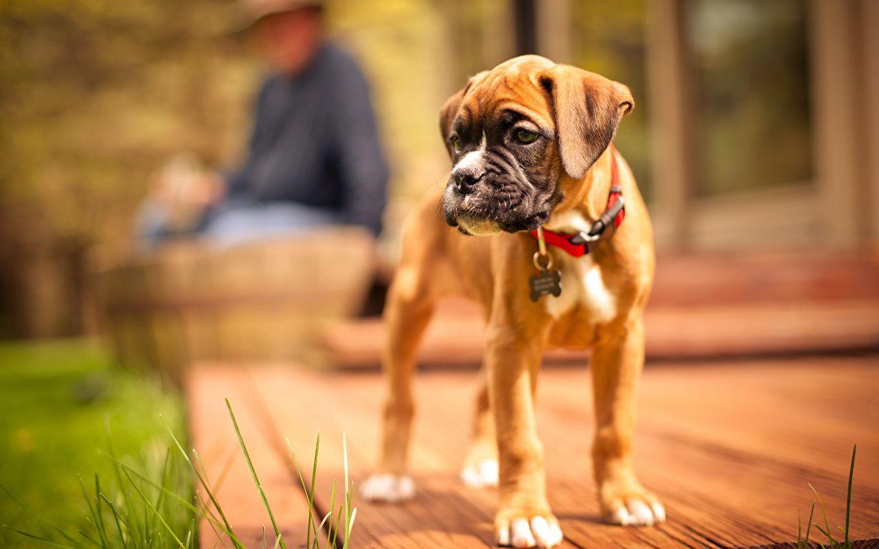 Boxer Puppy Wallpapers Top Free Boxer Puppy Backgrounds WallpaperAccess
