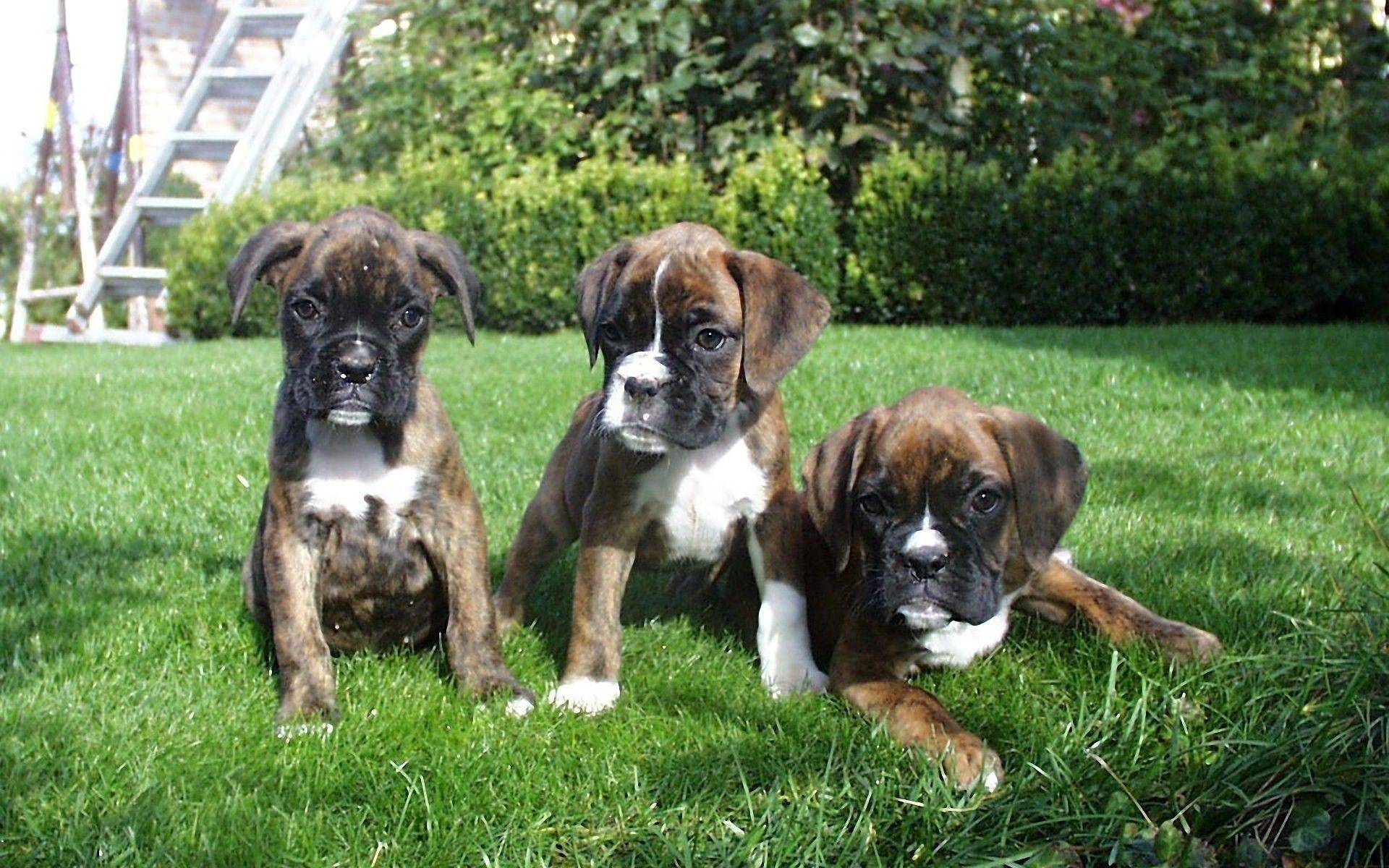 Boxer Puppy Wallpapers Top Free Boxer Puppy Backgrounds WallpaperAccess