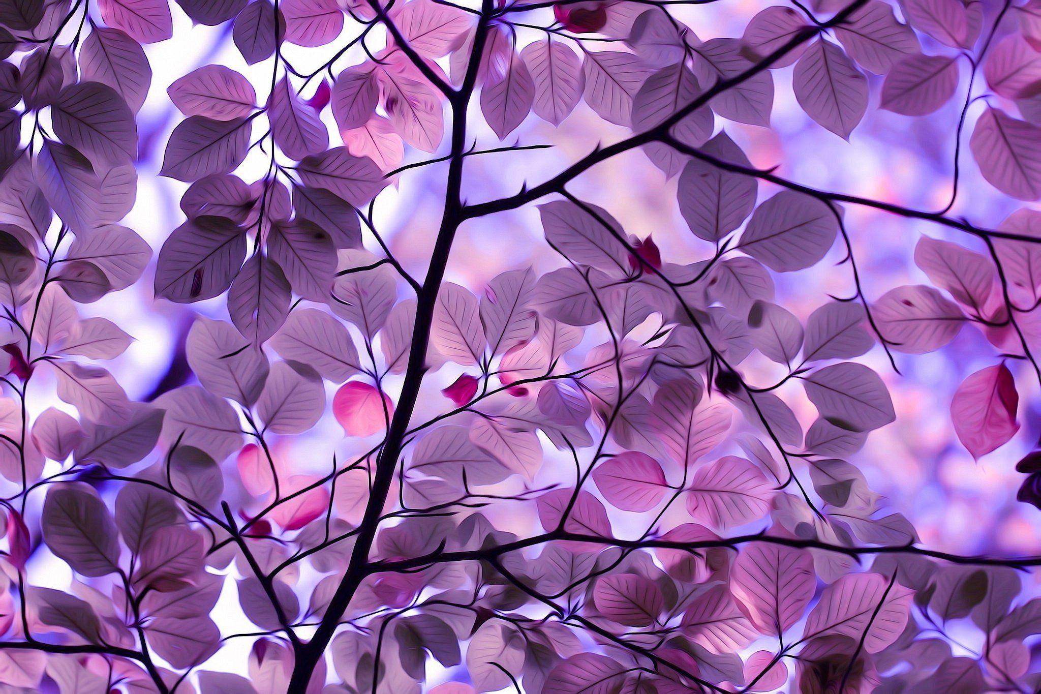 Purple Leaves Wallpapers Top Free Purple Leaves Backgrounds