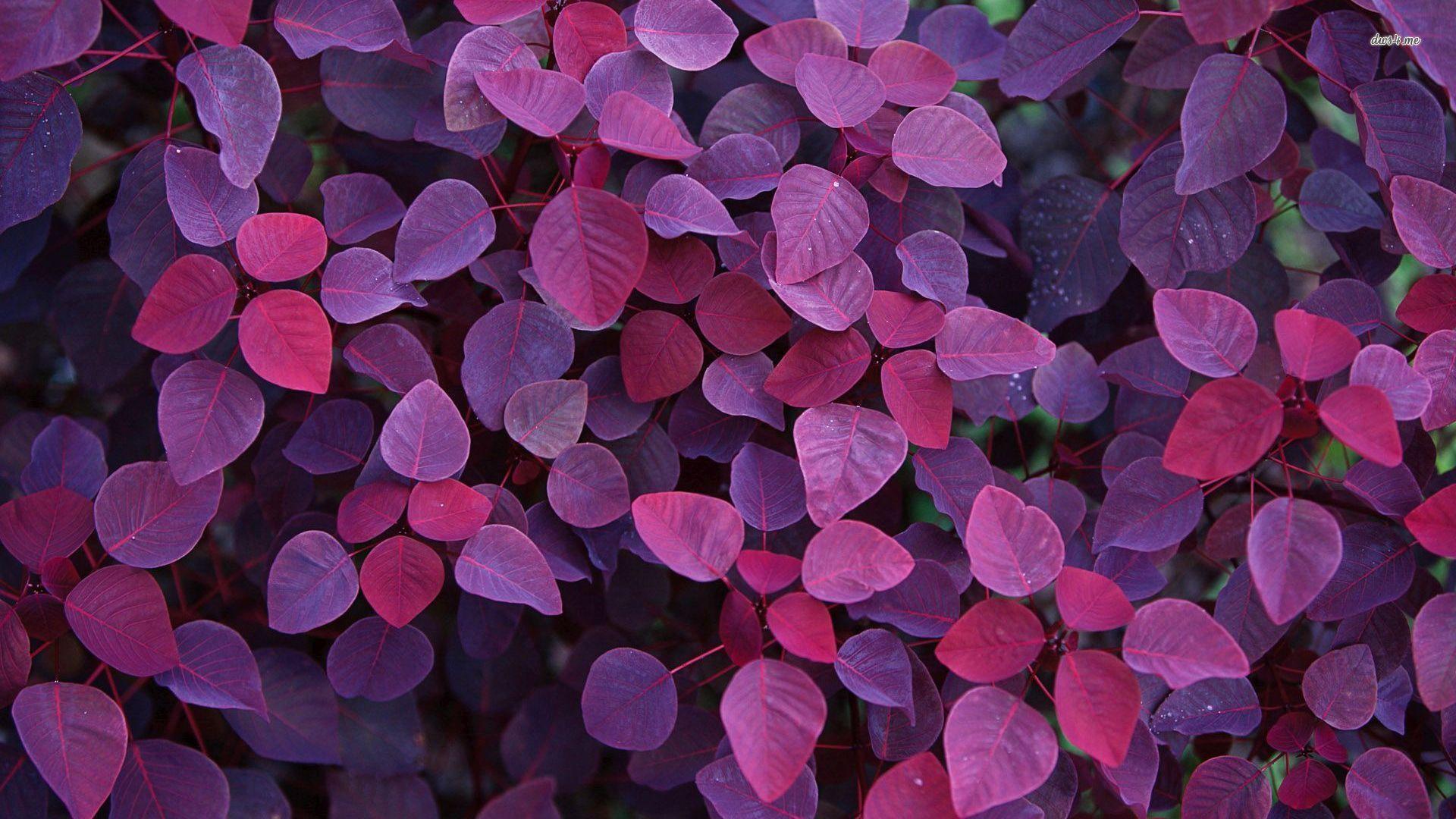 999+ Leaf background purple Phong cách, chất lượng, tải miễn phí