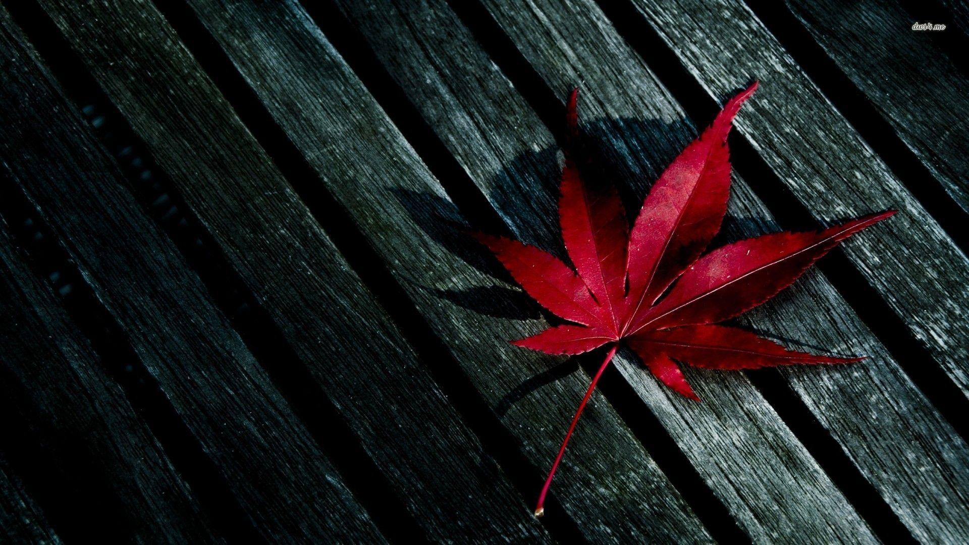 Red Leaf Wallpapers Top Free Red Leaf Backgrounds WallpaperAccess