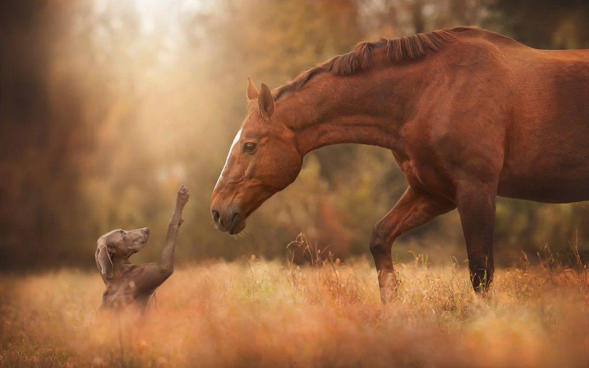 Horse and Dog Wallpapers Top Free Horse and Dog Backgrounds WallpaperAccess