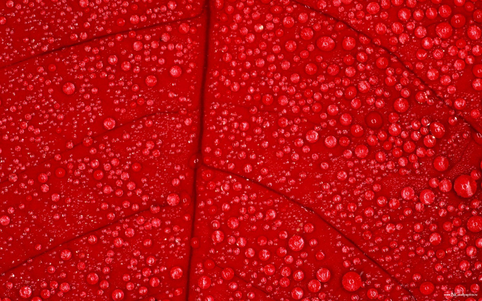 Red Leaf Wallpapers Top Free Red Leaf Backgrounds WallpaperAccess