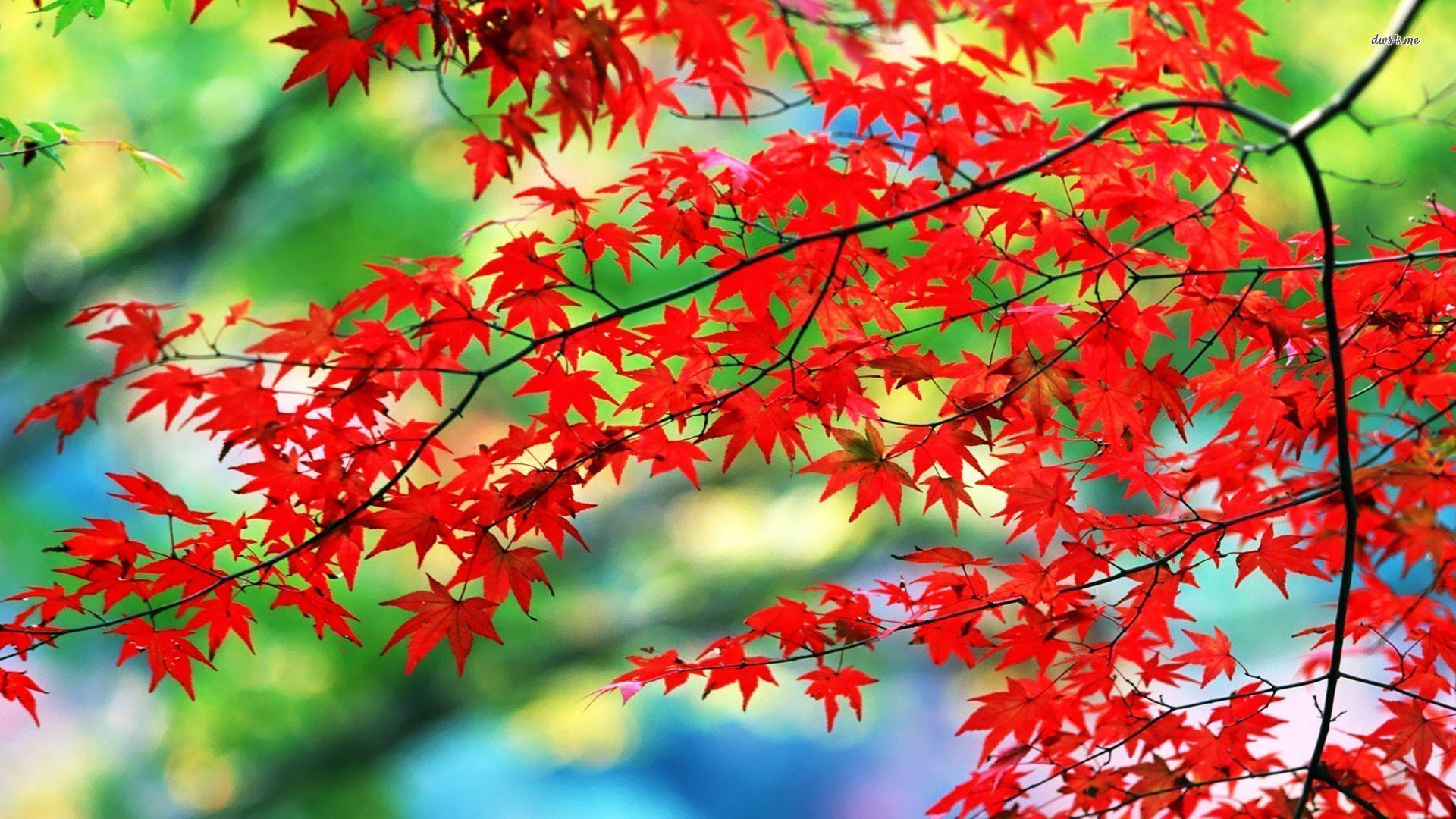 Red Leaf Wallpapers Top Free Red Leaf Backgrounds WallpaperAccess