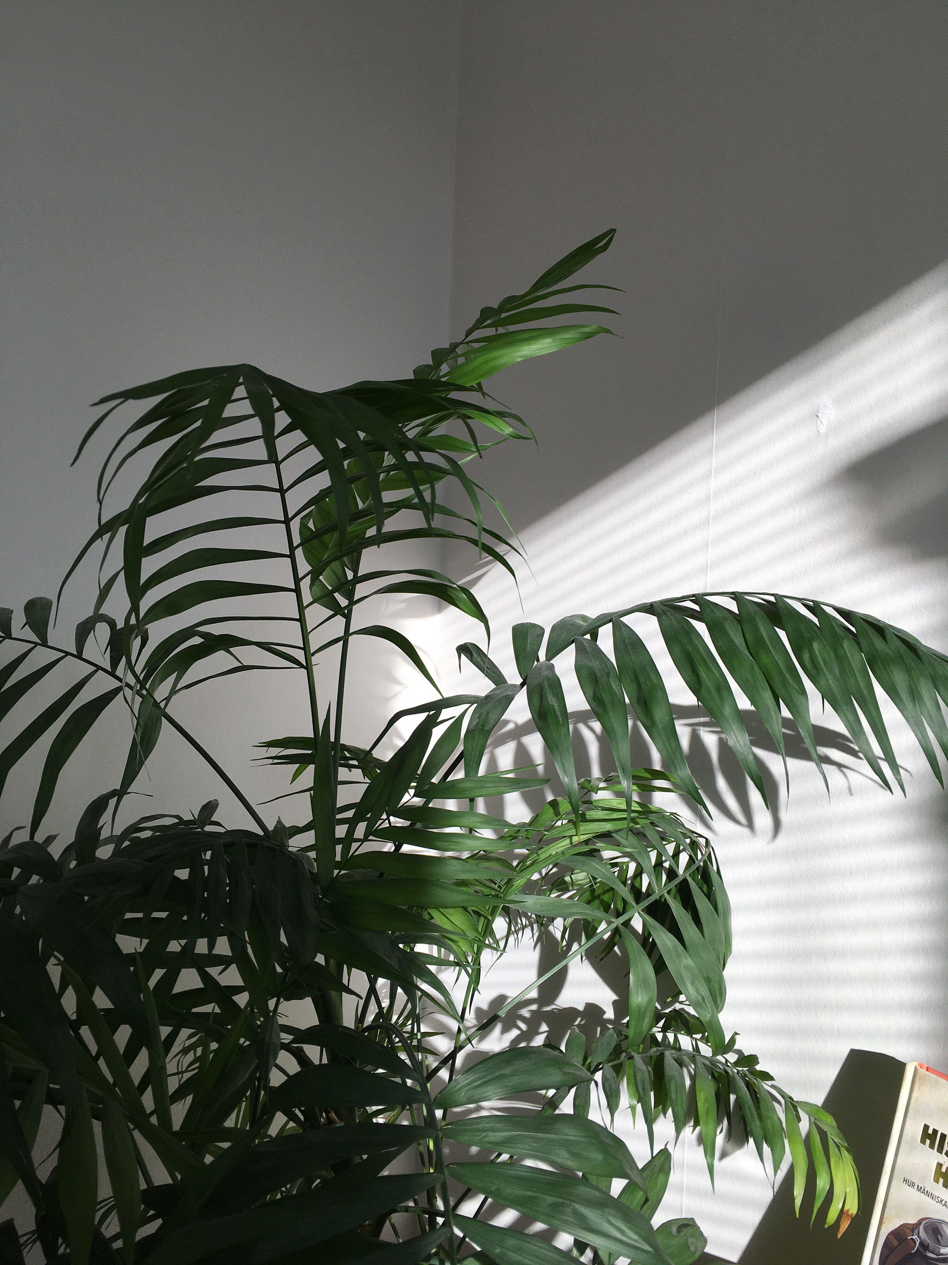 Aesthetic Tumblr Plant Wallpapers Top Free Aesthetic Tumblr Plant