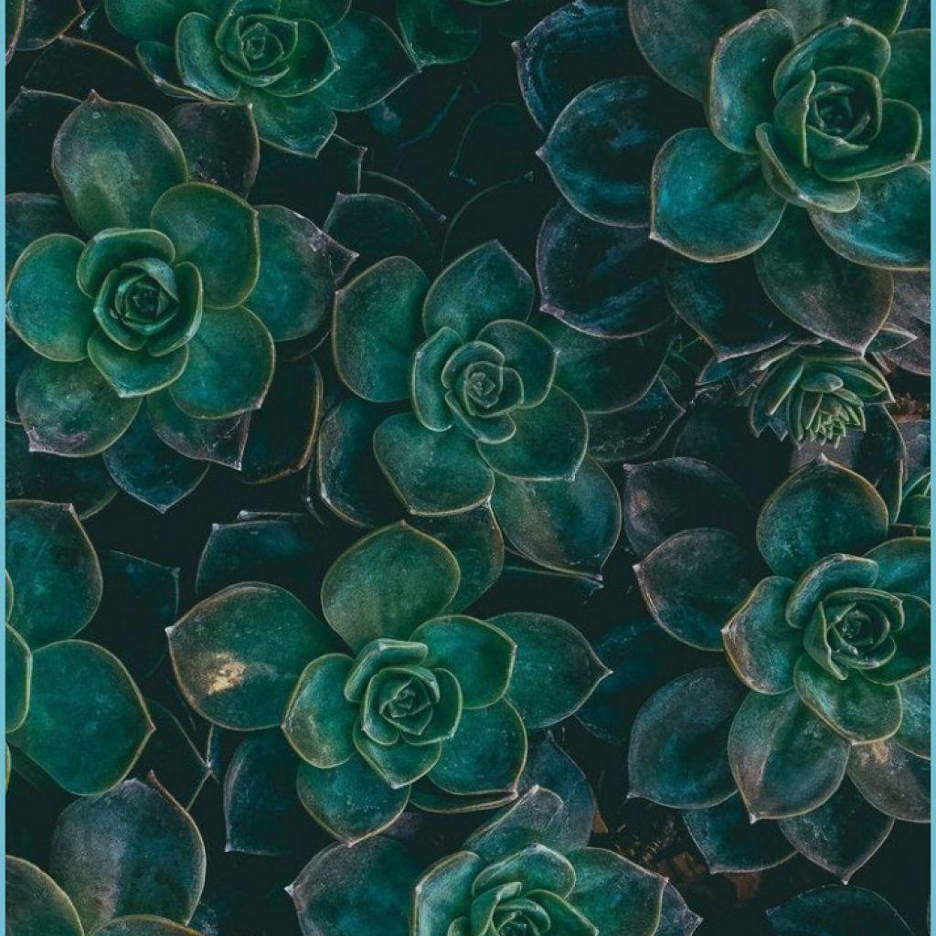 Aesthetic Tumblr Plant Wallpapers Top Free Aesthetic Tumblr Plant