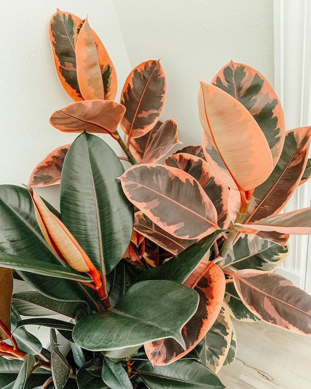 Aesthetic Tumblr Plant Wallpapers Top Free Aesthetic Tumblr Plant