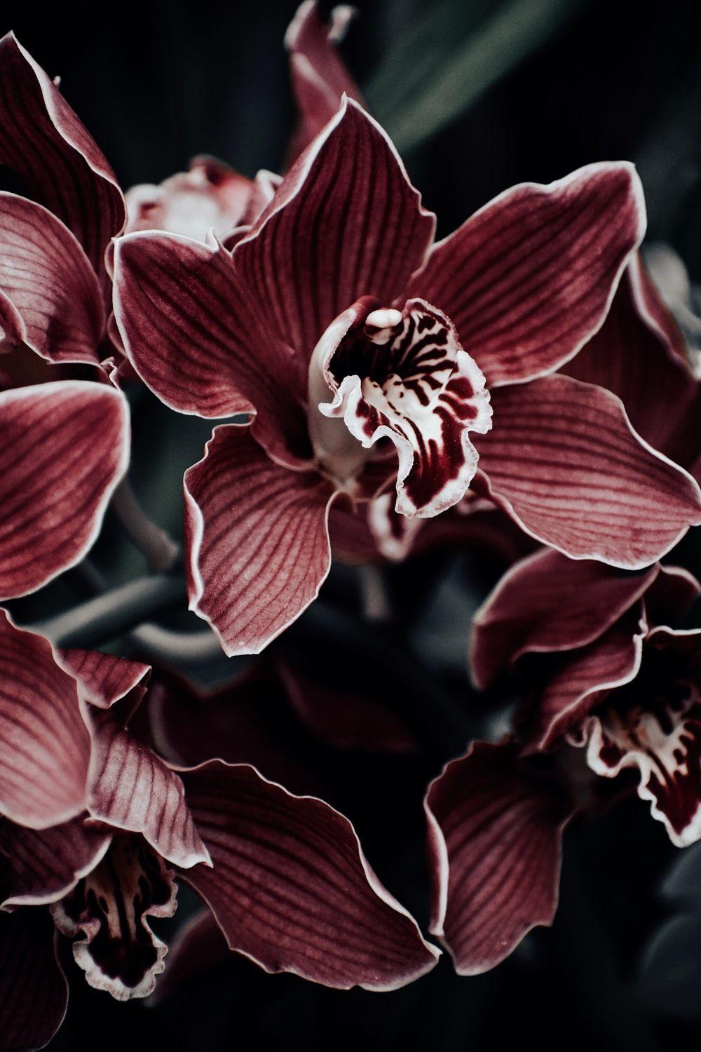 Burgundy Flower Wallpaper