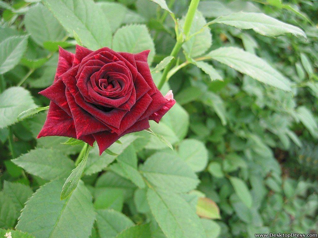 Dark Red Flower Wallpapers Top Free Dark Red Flower Backgrounds